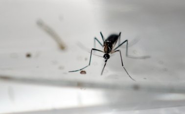 Hemos descartado 19 muertes por el virus: Marta Ospina, directora del Instituto Nacional de Salud. AFP