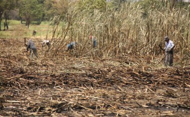 El desabastecimiento y racionamiento del servicio de agua es la constante, mientras los habitantes suplican ayuda. La pérdida de cultivos, como la caña, es el golpe más duro para la productividad local. Archivo
