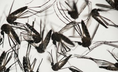 La alarma cundió en Europa y Estados Unidos, donde se detectó el virus en decenas de personas que habían viajado al extranjero. AP