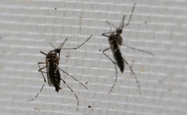 De los casos notificados, 1.331 fueron confirmados por laboratorio y 21.281, por síntomas de los pacientes en clínicas. Hay, además, 3.033 casos sospechosos en todo el país. AP