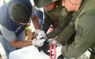 Una jornada de vacunación a animales se desarrolló este fín de semana en Ocaña. Suministrada