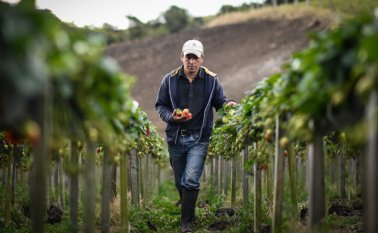 El ministro Iragorri aseguró que el problema de los altos precios de los alimentos se debe a la cadena de intermediarios entre el agricultor y el consumidor final. Colprensa