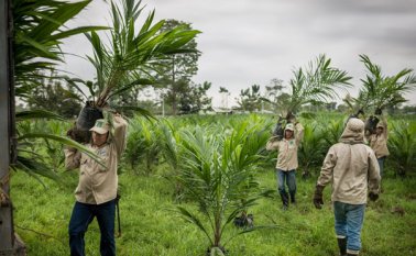 La baja en la producción de los árboles generará una reducción en los ingresos de los palmicultores, que ya enfrentan problemas para comprar fertilizantes y pagar créditos. Archivo
