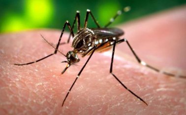 La Opinión le preguntó a los cucuteños cómo ha sido el trato que recibieron por parte de las EPS cuando les diagnosticaron zika. Archivo