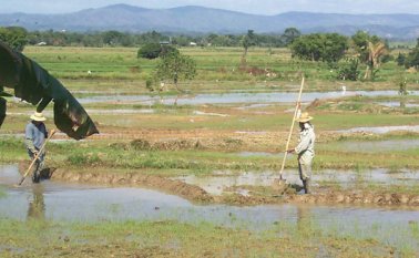 Solo algunos cultivos de arroz, papa y tabaco, fueron asegurados en Norte de Santander durante 2015. La falta de conocimiento sobre los planes de protección, es una de las causas de la baja participación. Archivo