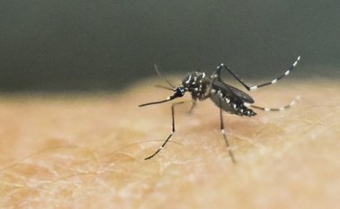 Unión Europea se comprometió a pagar 10 millones de euros para investigar el virus en Brasil. AFP