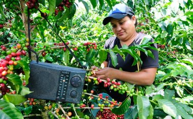 Ser más rentables es la meta para los dirigentes cafeteros, con el fin de que los caficultores puedan vivir de manera digna.  Archivo
