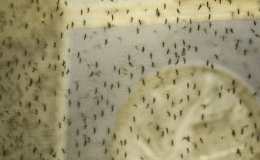 Mosquito Aedes aegypti. Archivo