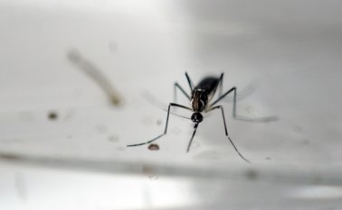 El Instituto Nacional de Salud entregó las últimas cifras de casos de zika en Colombia. Archivo