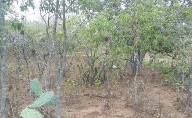 Trocha Los Cerezos. Andrés González