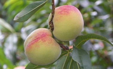 En un 80 por ciento se ha controlado la incidencia de la mosca de la fruta en las plantaciones de durazno. Roberto Ospino