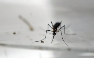 La epidemia de zika se desarrolla sobre todo en América Latina. Archivo