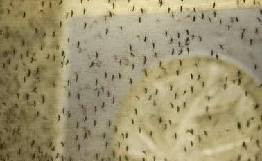 Los mosquitos y sus lugares de cría suponen un importante factor de riesgo de infección. Colprensa