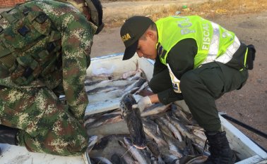 Los 2.230 kilogramos de pescado estaba almacenado en una nevera metálica artesanal. Policía Nacional