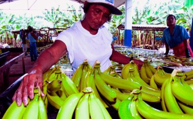 Flores y bananas fueron algunos de los productos del sector agropecuario que mayores retrocesos comercial presentaron hacia el exterior. Colprensa
