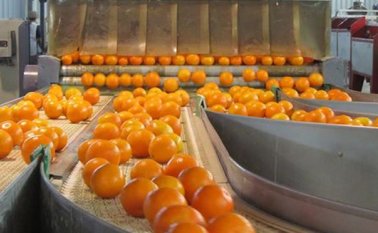 Las empresas de Colombia que producen jugos cítricos están desechando semanalmente cerca de 15 a 25 toneladas de cáscaras de naranja. Internet