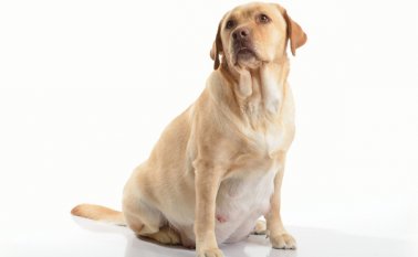 En muchas ocasiones los partos suceden en casa y no en las veterinarias. Internet