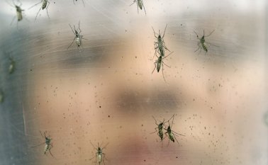 El virus se expandirá por todo el continente americano, excepto Canadá y Chile, advirtió la Organización Mundial de la Salud (OMS). AP