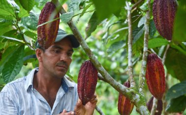 Los productores de cacao están siendo seriamente afectados por la sequía generada por el fenómeno de El Niño. Esta situación está dañando los cultivos y aumentando la crisis económica de los cultivadores. Archivo