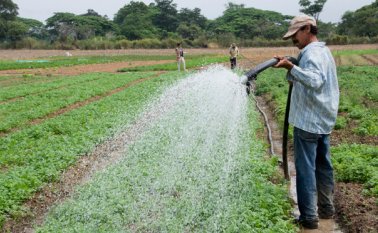 Unos 250 campesinos de Los Patios y municipios aledaños participarán en el mercado campesino con frutas, verduras, hortalizas y cárnicos. Alfredo Estévez