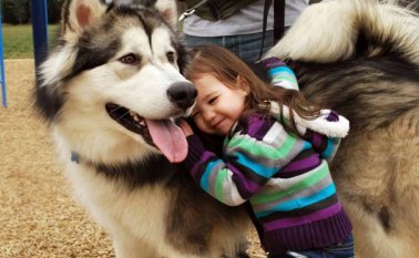 Los niños deben aprender a respetar a las mascotas sin inculcarles miedo. Tomada de Internet