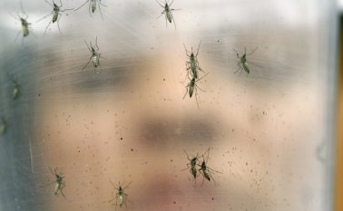 Aunque el zika va en retroceso, en regiones como Valle, Llanos Orientales y el Eje Cafetero va en aumento. Archivo