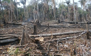 La pérdida de bosque afecta la construcción de bohíos, los cuales se edifican con muchos de estos árboles. Cortesía