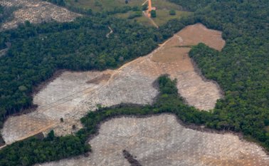 Los inmensos peladeros, aunque reverdezcan, han despertado constantes críticas de las comunidades. Edinsson Figueroa