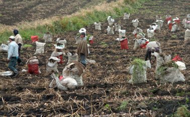 La parte positiva del estudio es que el mismo muestra que algunas áreas en las que los CWR están relativamente completas, como las del trigo, garbanzo, tomate, soya y arroz. Estas muestras ya han probado ser valiosas en esfuerzos de mejoramiento. Colprensa