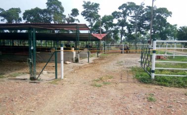 Los pistoleros atacaron a Jorge Molina Peñaloza cuando estaba en la porqueriza. La Opinión