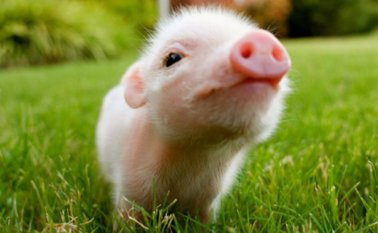 Estos animlaes aman la comida y con educación van a obedecer lo que sus amos les digan. Internet