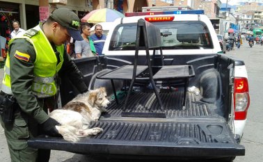 Tobi fue atendido de manera inmediata luego de ser atropellado. Suministrada