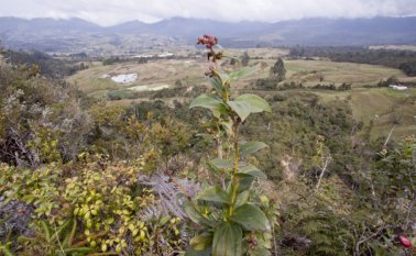 El parque Tamá y sus impactantes paisajes constituyen ecosistemas únicos, de beneficio binacional para Colombia y Venezuela. Archivo