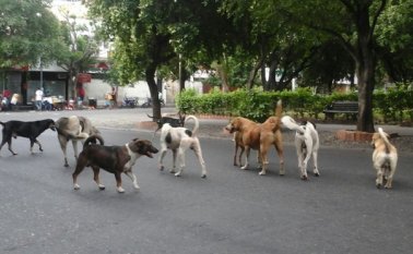 El último caso de rabia canina en Cúcuta se registró hace 25 años, sin embargo, la presencia en Venezuela de un brote importante disparó las alarmas en la frontera para prevenir que el mortal virus penetre en el territorio nacional. Archivo