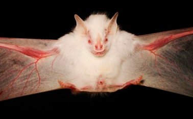 Hernani Oliveira, National Geographic