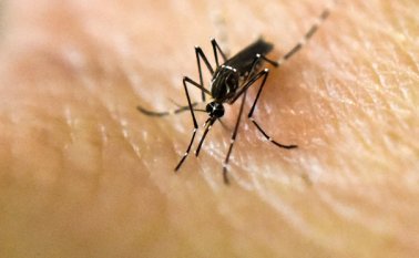 En Brasil se han registrado 1,5 millones de casos de zika. AFP