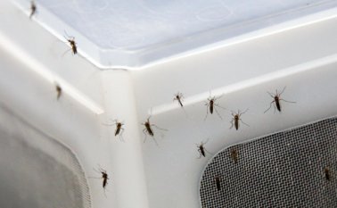 356 municipios están saliendo de la epidemia, Según la directora del Instituto Nacional de Salud (INS), Martha Lucía Ospina. AP