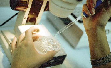 El estudio fue llevado a cabo por el Instituto Valenciano de Infertilidad (IVI) en colaboración con la universidad estadounidense de Standford Archivo