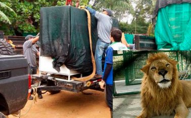‘Zeus’, ‘Ojiclaro’, ‘Shakira’, ‘Buba’, ‘Junior’, ‘Iron’, ‘Easy’, ‘Barbie’ y ‘Bolillo’ serán embarcados desde Bogotá a Lima, para luego continuar su camino a Sudáfrica. Vanguardia Liberal