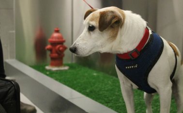 Este perro llamado John John, visita el baño especial para mascotas. AP