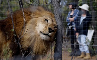 Un viejo león de circo se rasca la cabeza contra un árbol en el Santuario Emoya para Gatos Grandes en Vaalwater, Sudáfrica, este 1 de mayo de 2016. Este felino es uno de 33 leones rescatados de circos en Perú y Colombia. AP