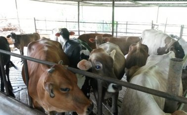 Minagricultura encargó a Sociedad Fiduciaria de Desarrollo Agropecuario (Fiduagraria) la tarea de administrar las finanzas del Fondo ganadero. Archivo