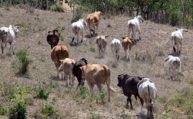 El proceso de vacunación contra la fiebre aftosa es una de las tareas a corto plazo más urgentes para mantener la calidad de la producción ganadera del país. Colprensa