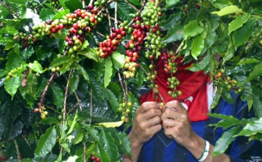 El comité Departamental de Cafeteros recomienda a los productores de Norte de Santander maximizar las labores fitosanitarias para evitar la propagación de la plaga, tras las últimas lluvias. Archivo