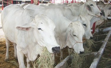 Los gremios ganaderos de Norte de Santander indicaron que la nueva fecha de vacunación contra la fiebre aftosa y brucelosis los obliga a replantear las actividades programadas para tal fin. Archivo