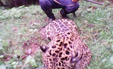 El último caso fue el de un jaguar, al que le habrían quitado la vida personas sin ningún instinto de protección por estos animales. Internet