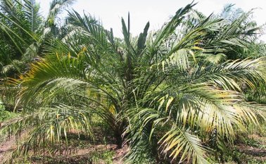 20 departamentos palmeros cuentan con $4,2 billones en regalías para impulsar el sector. Archivo