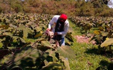 Entre las carreras tecnológicas abiertas están control de calidad, gestión de empresas agropecuarias, procesamiento de alimentos y producción ganadera. Archivo