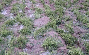 El granizo destruyó los cultivos y con ello se esfumaron las esperanzas de las familias campesinas de recuperarse de los efectos de la sequía. Javier Sarabia