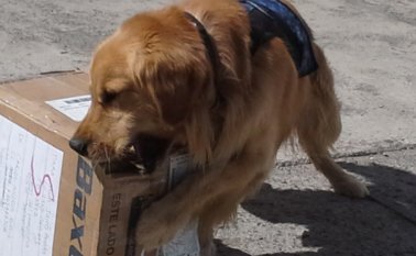 Tanto Arón como Ónix tienen la misión de oler todo a su alrededor. Roberto Ospino